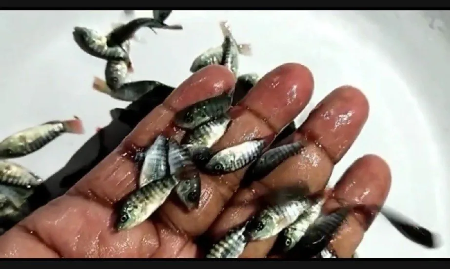 tilapia chithralada seed - image 1