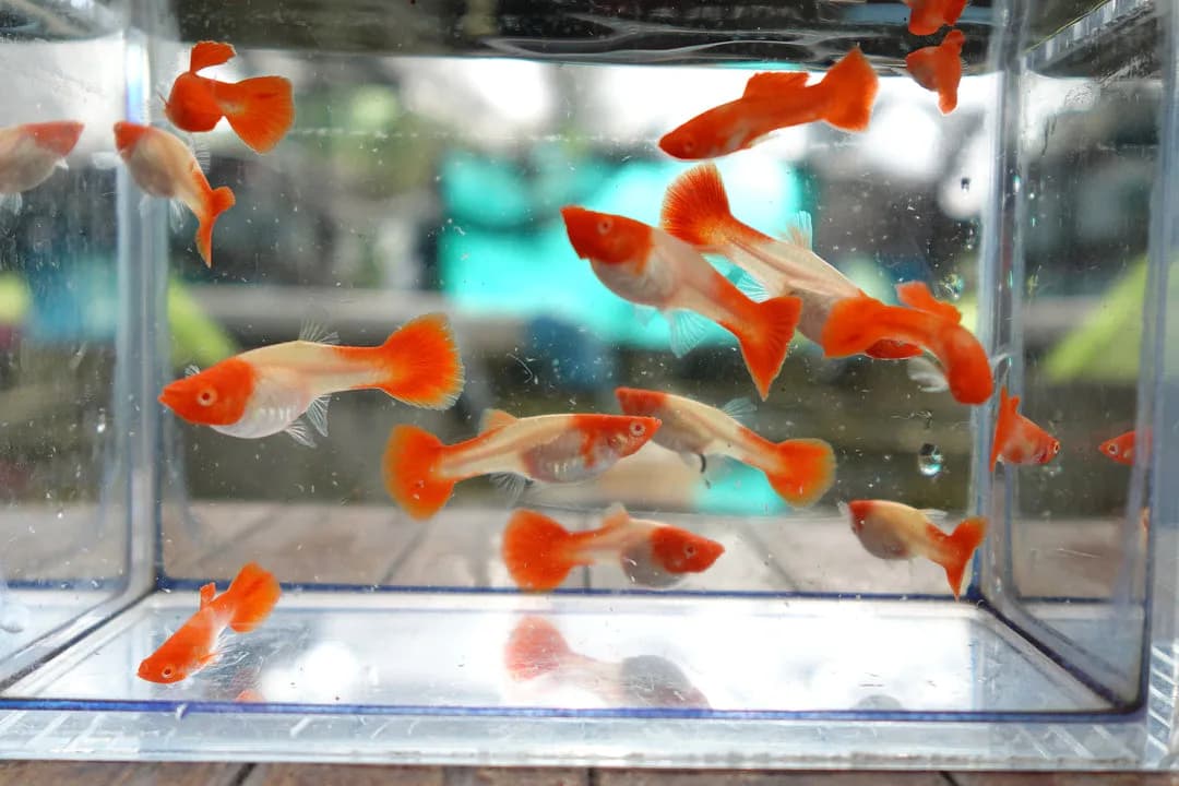 Primem exotic Albion koi guppy - image 1