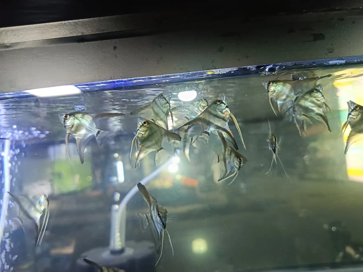 angel fish - image 1