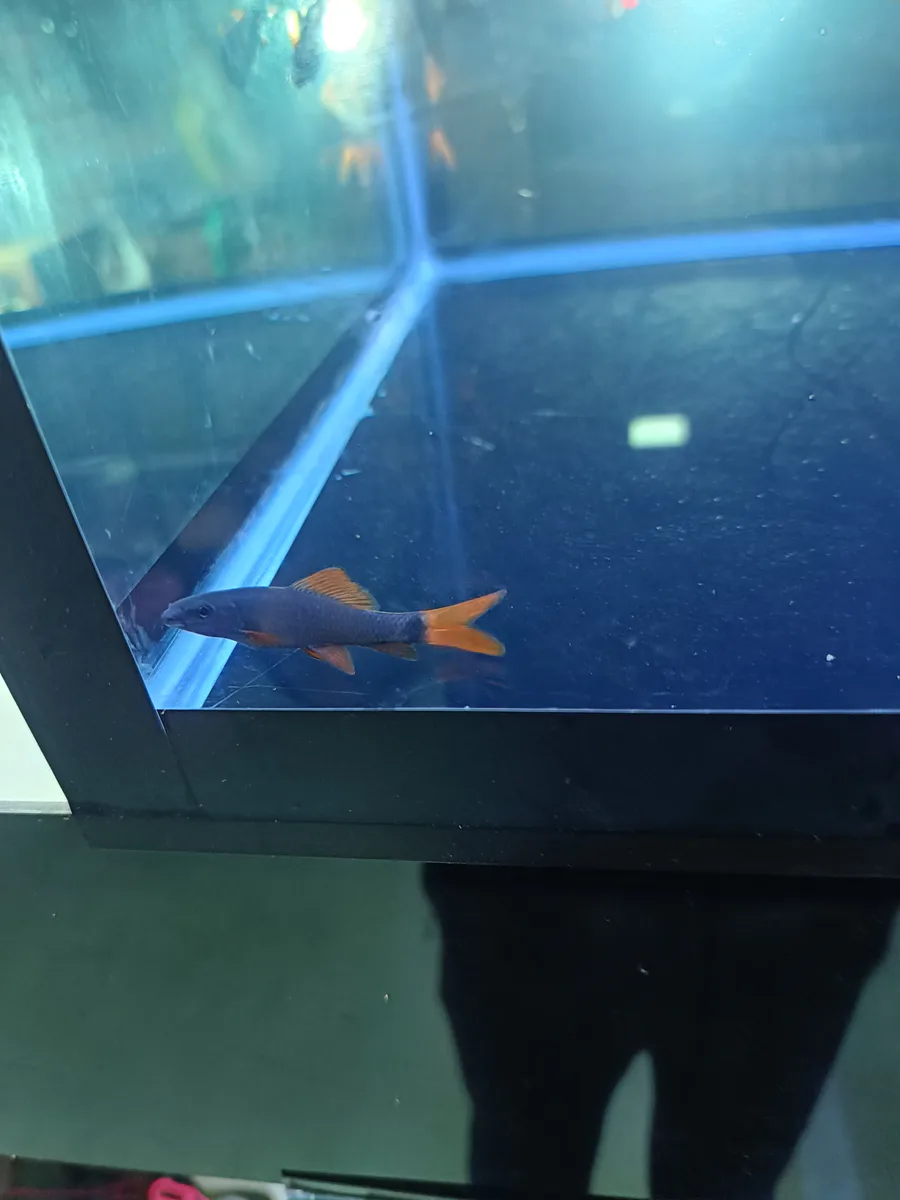 rainbow shark - image 1