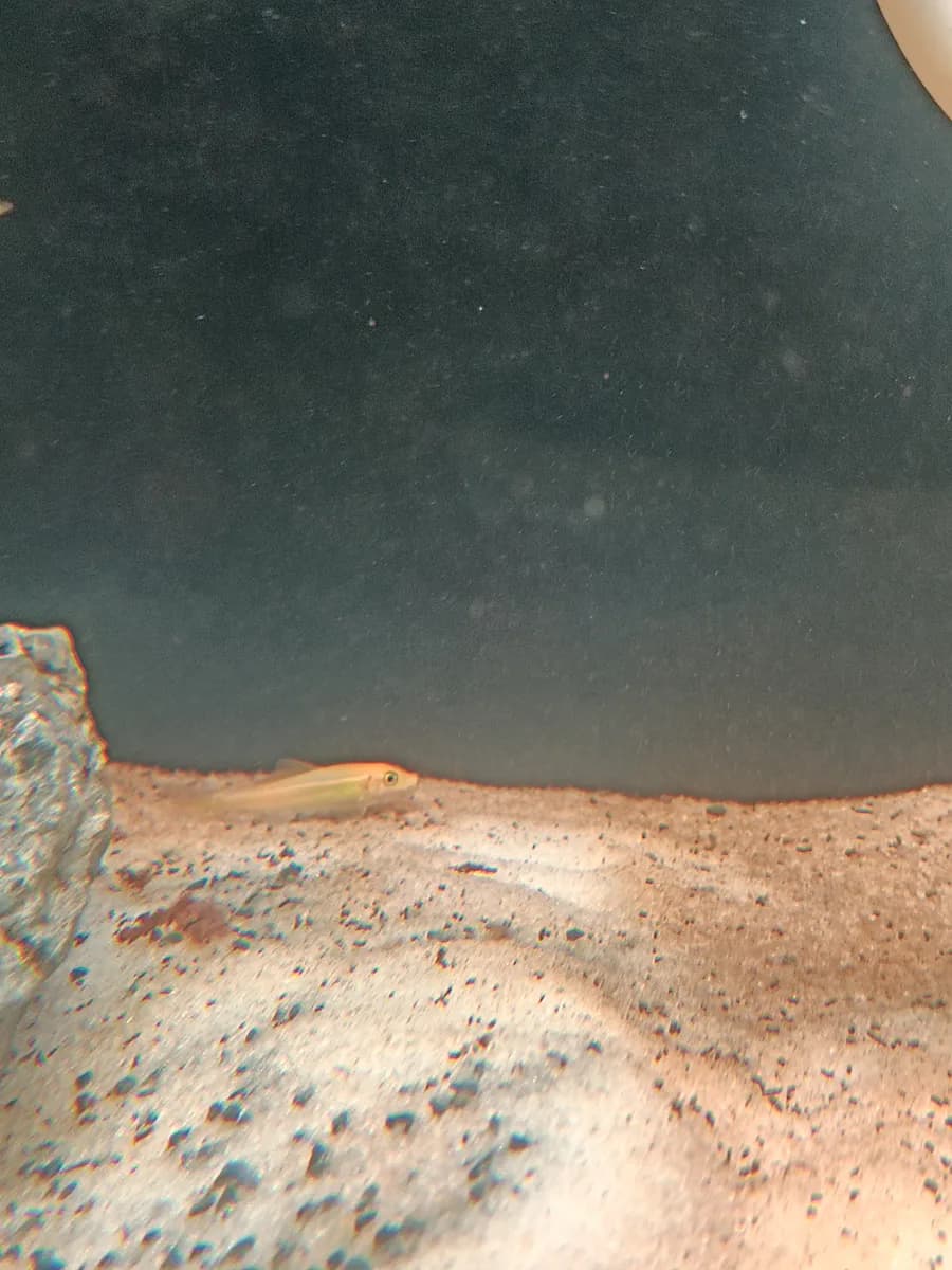 algae eater - image 1