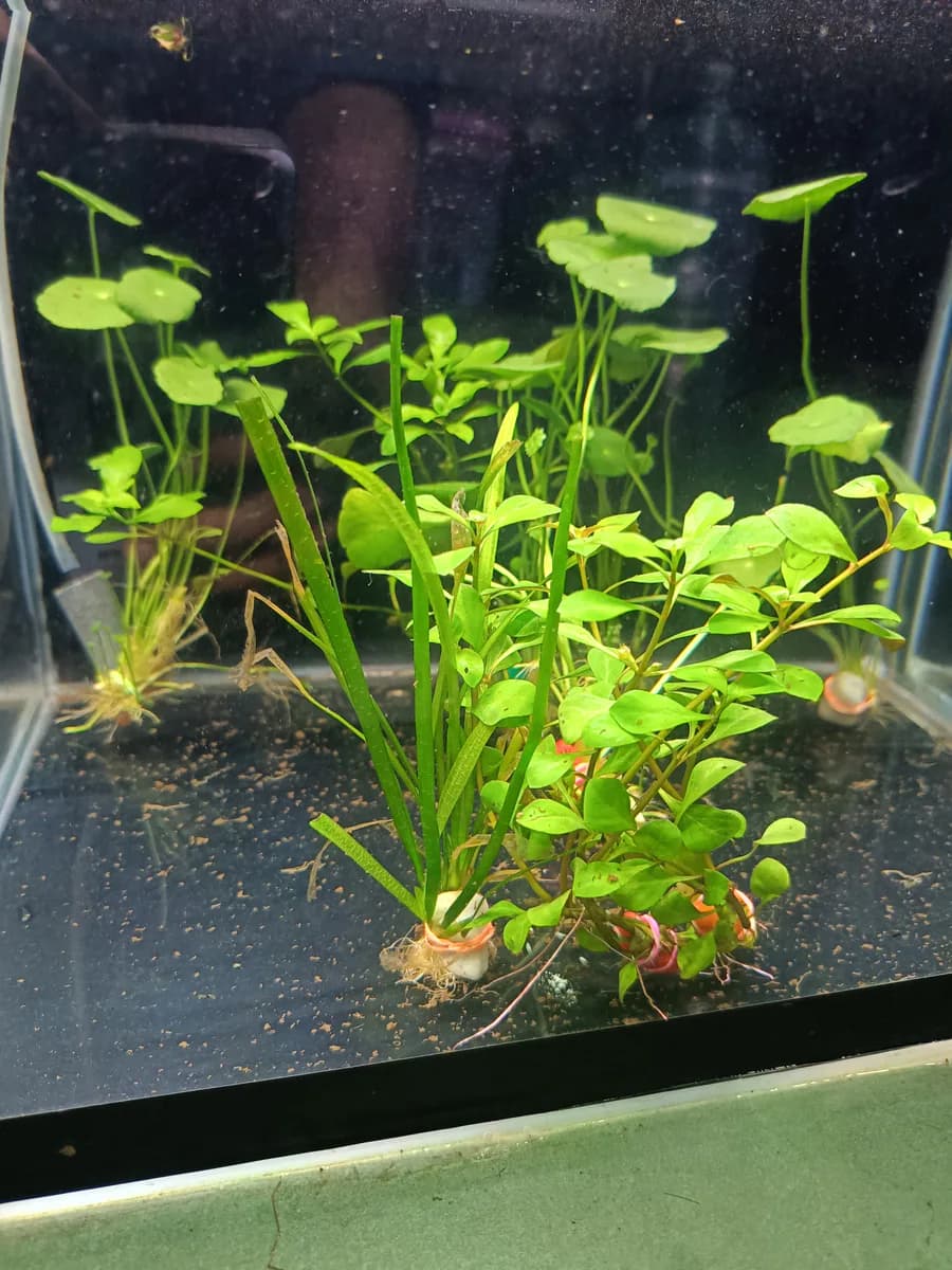mixed plants - image 1