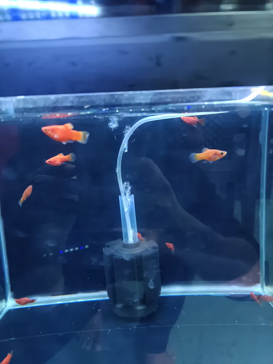 baloon platy - image 1