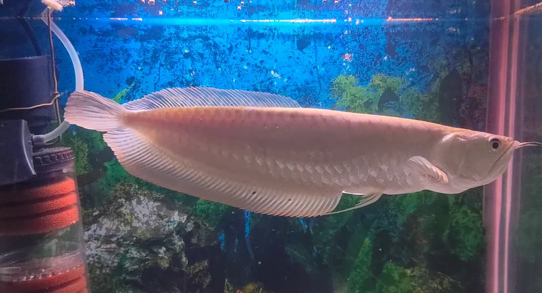 Silver Arowana - image 1