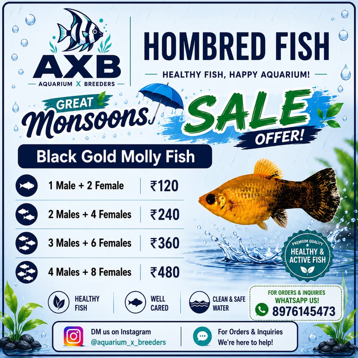 Black Gold molly fish - image 1