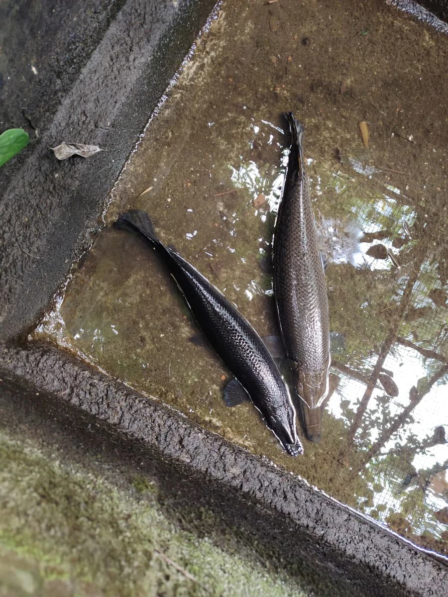 Aligator gar - image 1